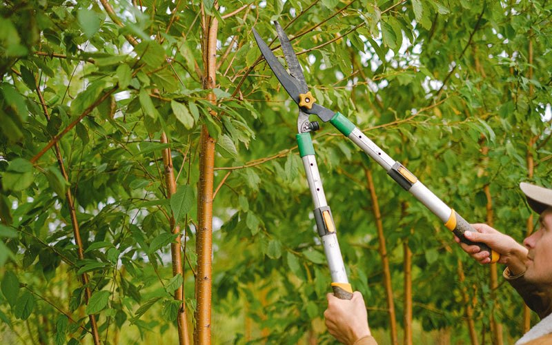 Tree trimming in Olga, WA