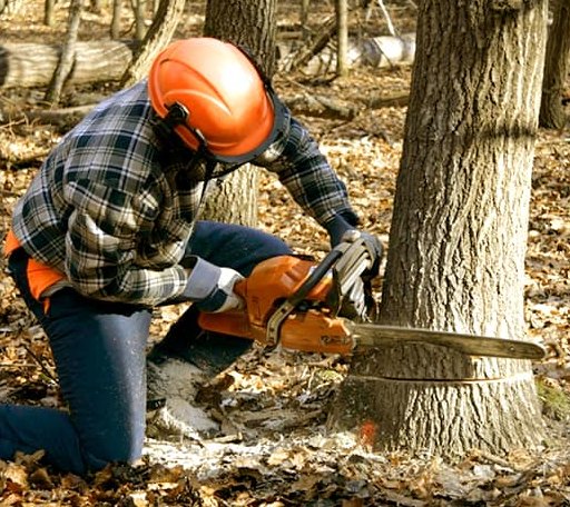 Tree Removal in Olga, WA